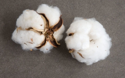 Global cotton balance turns tighter as demand hits six-year high
