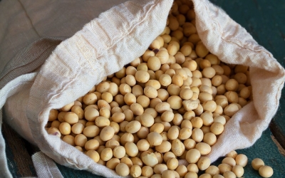 The Amazing Benefits of Soybeans for Health and Nutrition