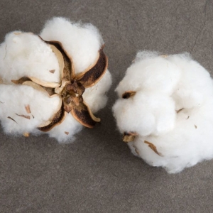 Cotton