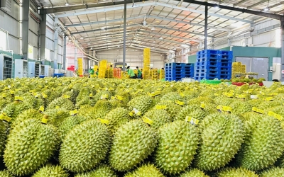 Why Southeast Asian Fruits Are Dominating the Global Market