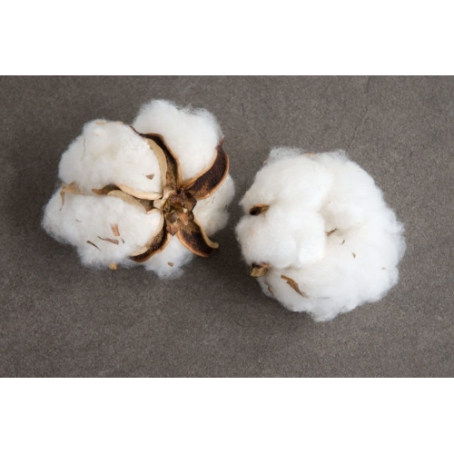 Cotton