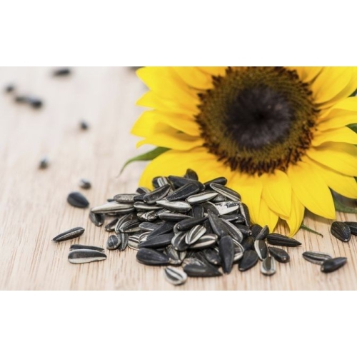 Sunflower Seeds 