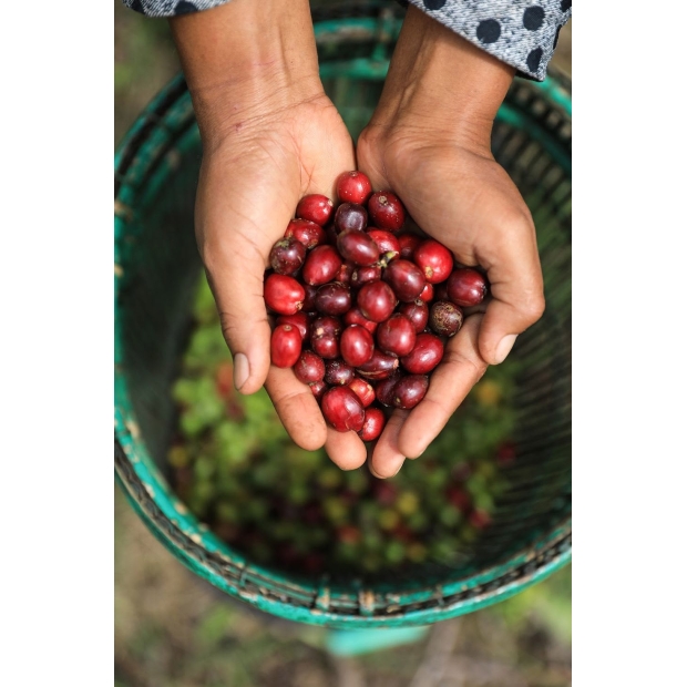Coffee Beans 