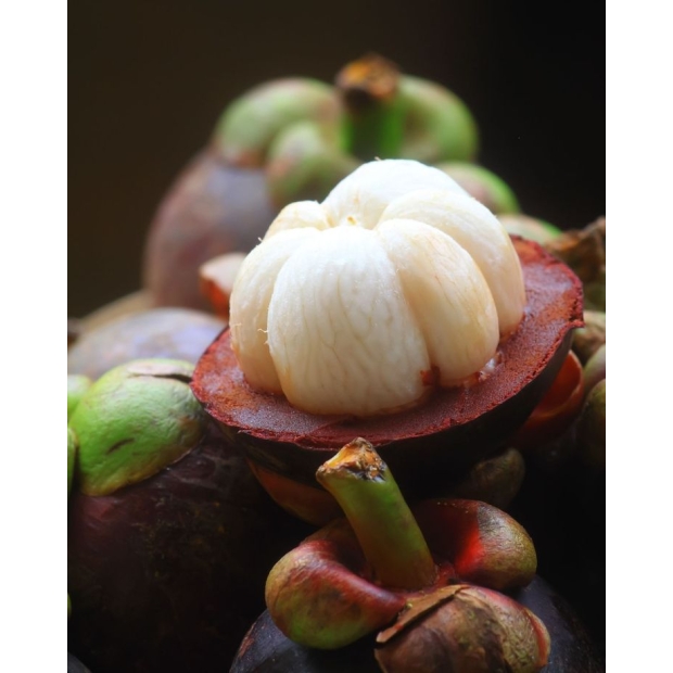 Mangosteen