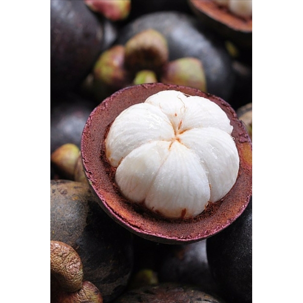 Mangosteen