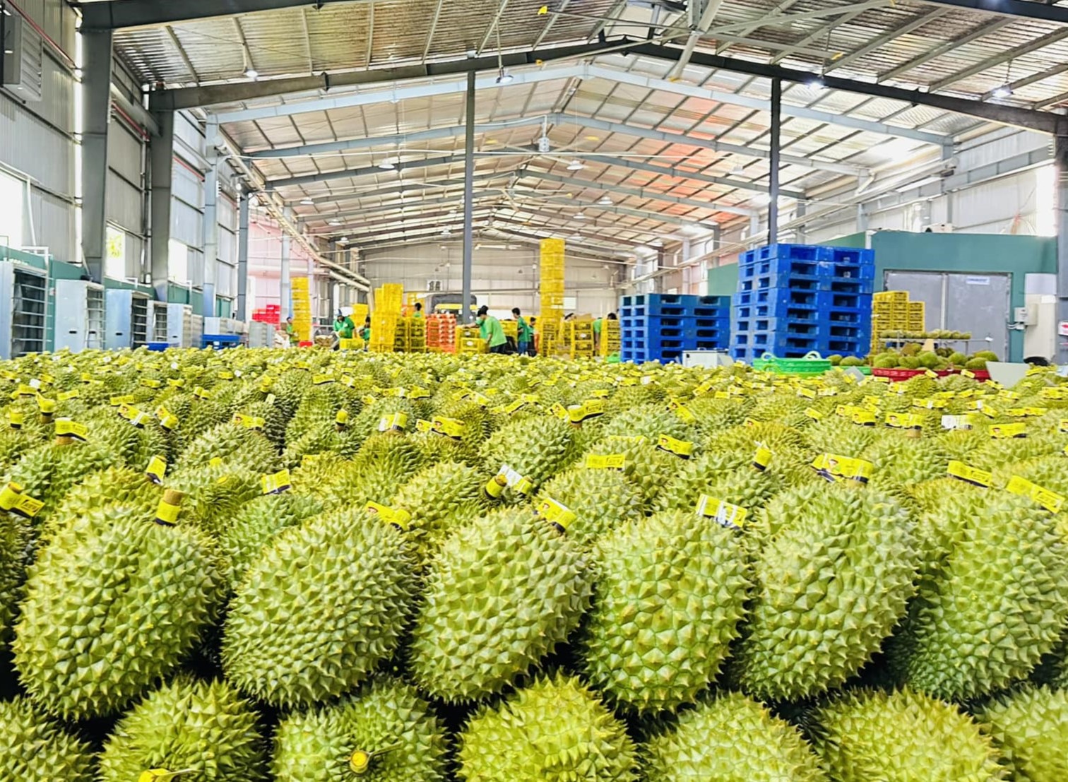 Why Southeast Asian Fruits Are Dominating the Global Market